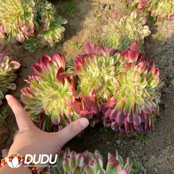 1756120235-e201-151-1.webp Aeonium Qingcheng Cristata - Image 1