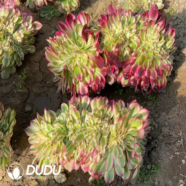 1756120236-e202-147.webp Aeonium Qingcheng Cristata - Image 2