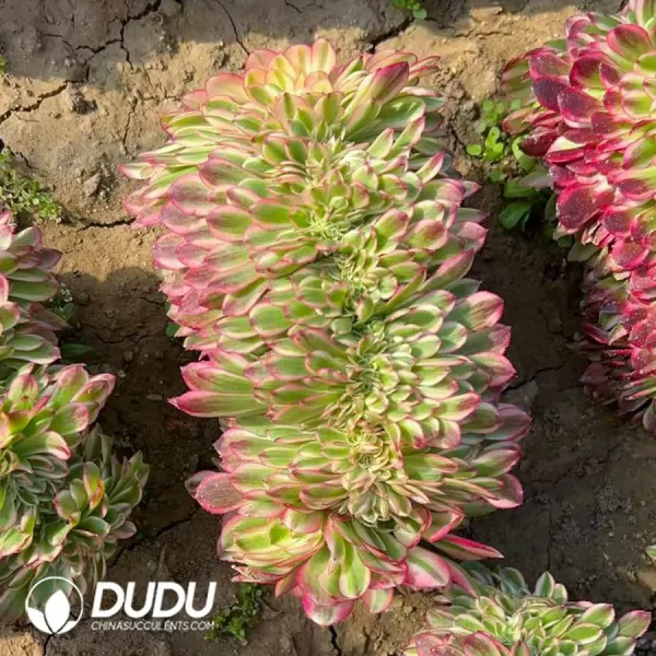 1756120238-e201-152.webp Aeonium Litchi Cristata - Image 1