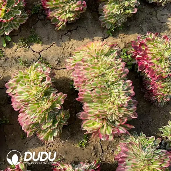 1756120239-e202-148-1.webp Aeonium Litchi Cristata - Image 2
