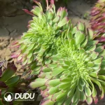 Aeonium Tianhe Cristata