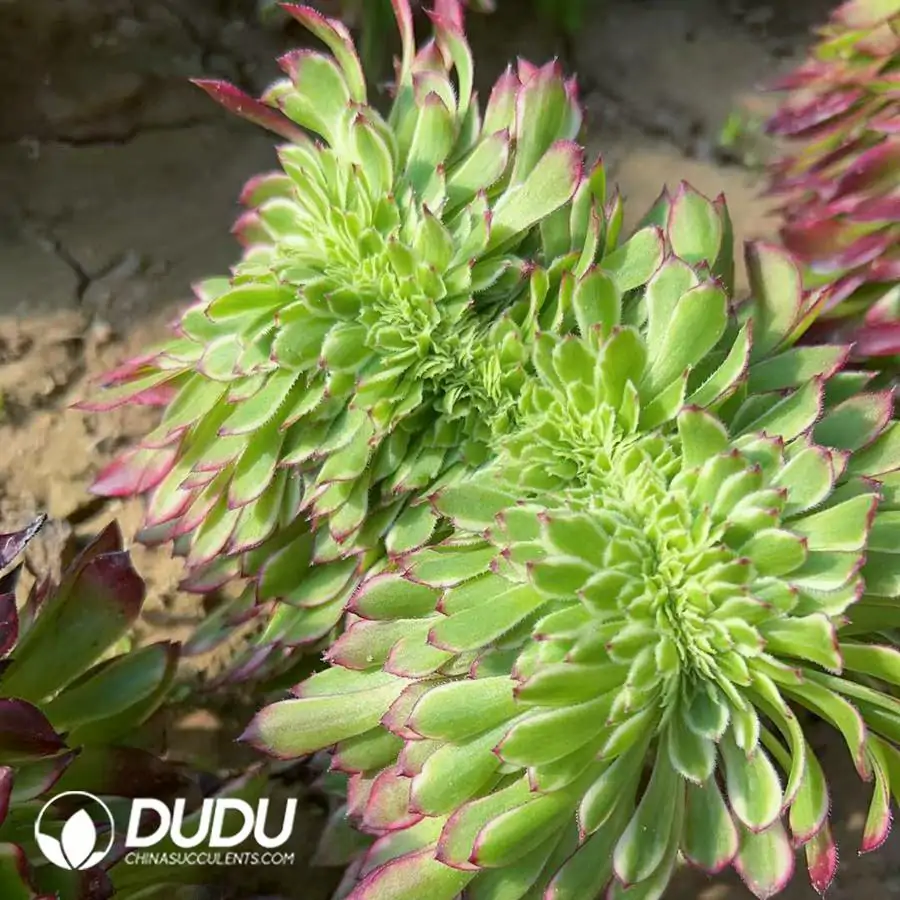 1756120245-e201-154-1.webp Aeonium Tianhe Cristata - Image 1