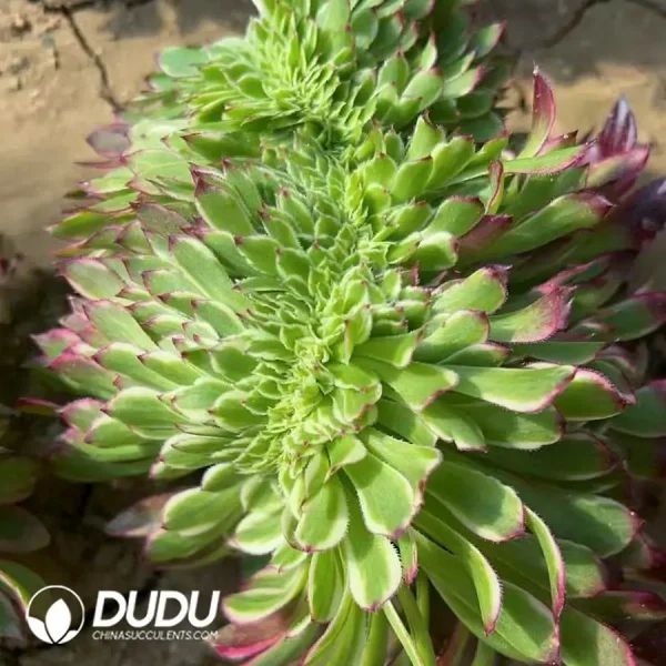 Aeonium Tianhe Cristata - Image 2