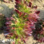Aeonium Superbang Cristata