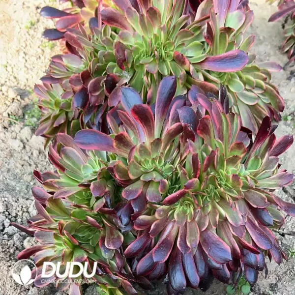 Aeonium Superbang Cristata - Image 2