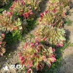 Aeonium Miul Cristata - Image 2