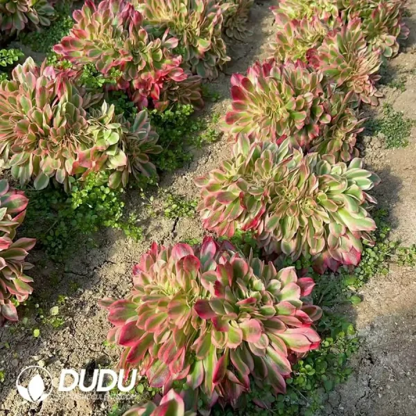 1756120251-e202-152.webp Aeonium Miul Cristata - Image 2