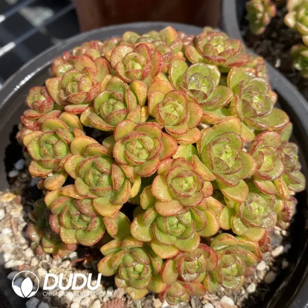 1756120252-1745574495-e201.webp Aeonium Little Fox Cluster - Image 1