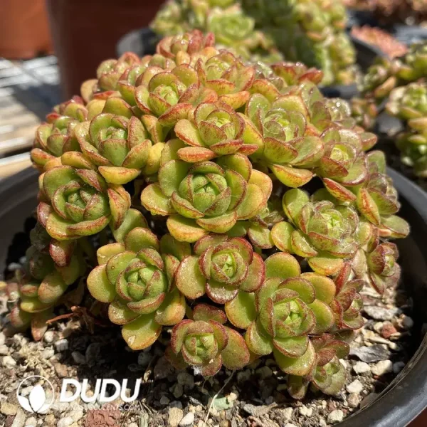 1756120253-1745574498-e202.webp Aeonium Little Fox Cluster - Image 2