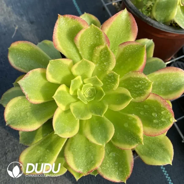 Aeonium Qingmeng Cluster - Image 1