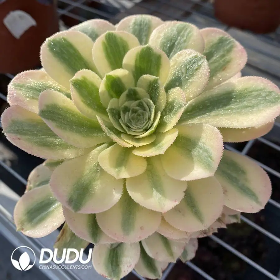 1756120257-1745472064-e201.webp Aeonium Maybach Cluster - Image 1