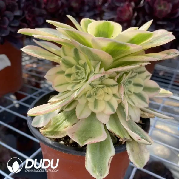 Aeonium Maybach Cluster - Image 2