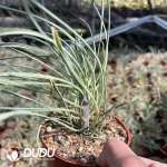 Senecio Scandens Seneciokleinia