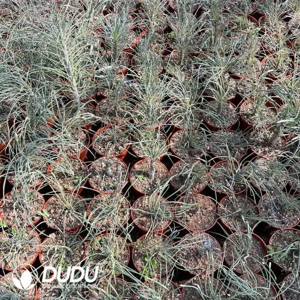 Senecio Scandens Seneciokleinia - Image 2