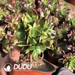 Aeonium Superbang Clustering - Image 2