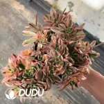 Aeonium Sweet Tea Clustering