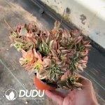 Aeonium Sweet Tea Clustering - Image 2