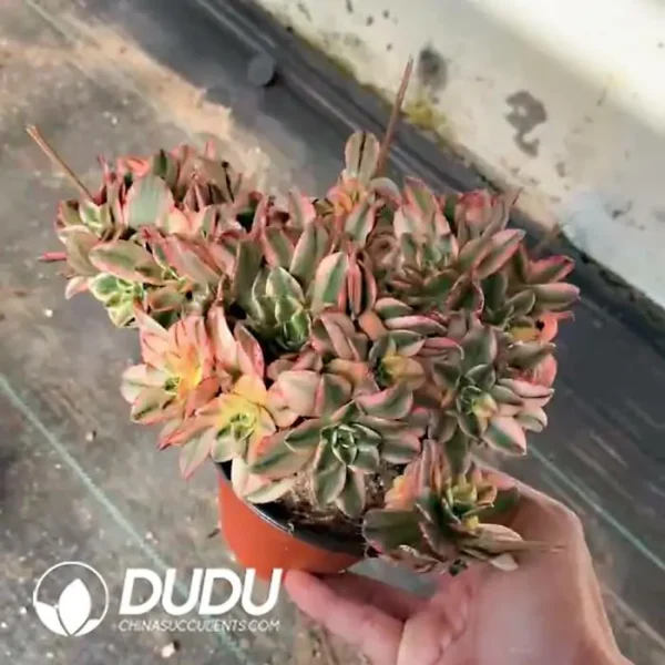 Aeonium Sweet Tea Clustering - Image 2