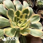 Aeonium Canariense White Variegated