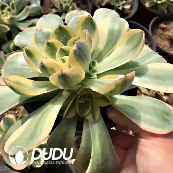 Aeonium Canariense White Variegated - Image 2