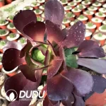 Aeonium Dark Lords Clustering