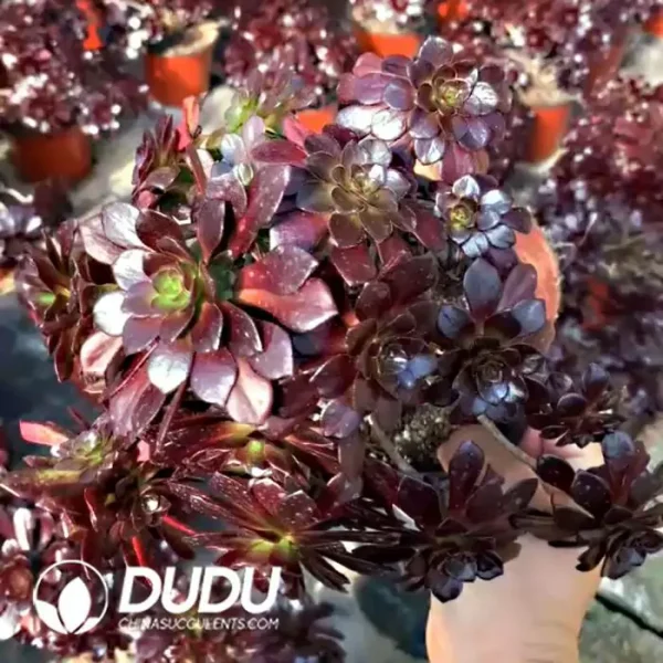 Aeonium Firestorm Clustering - Image 1