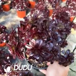 Aeonium Firestorm Clustering - Image 2