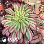 Aeonium The Assassins Clustering