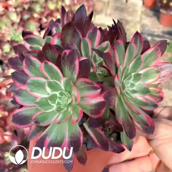 Aeonium Paradise Lost Cutting Clusering - Image 1