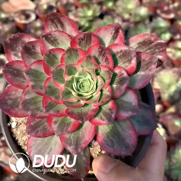 Aeonium Kaleidoscope Clustering - Image 1