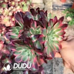 Aeonium Paradise Lost Cutting Clusering - Image 2