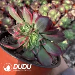 Aeonium Kaleidoscope Clustering - Image 2