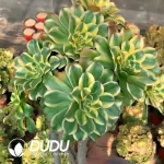 Aeonium gorgeous sun umbrella Big Clustering
