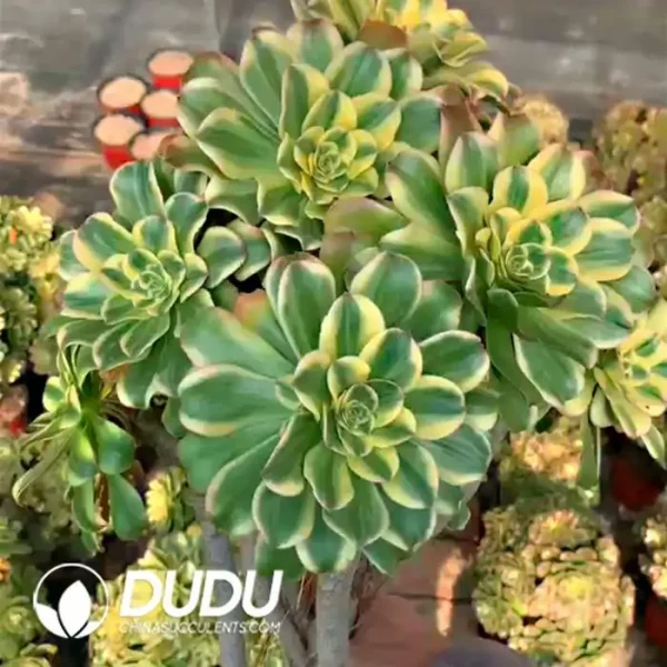 Aeonium gorgeous sun umbrella Big Clustering - Image 1