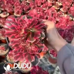 Aeonium Pink Witch Cristata