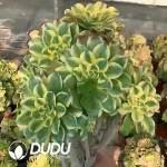 Aeonium gorgeous sun umbrella Big Clustering - Image 2