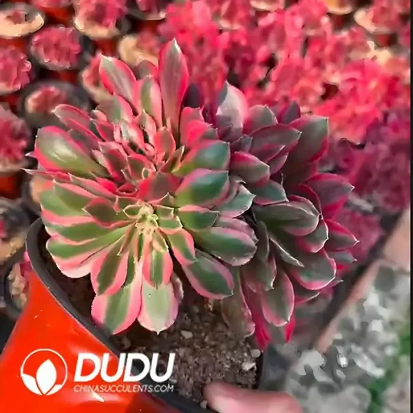 Aeonium Pink Witch Cristata - Image 2