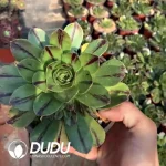 Aeonium Jade Fire Clustering