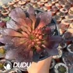 Aeonium Six-Fingered Demon Clustering(mini)