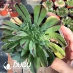 Aeonium Jade Fire Clustering - Image 2