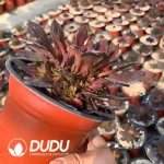 Aeonium Six-Fingered Demon Clustering(mini) - Image 2