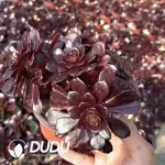 Aeonium Firestorm Small Clustering