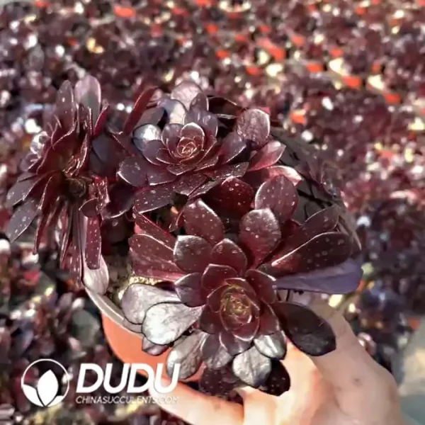 Aeonium Firestorm Small Clustering - Image 1