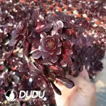 Aeonium Firestorm Small Clustering - Image 2