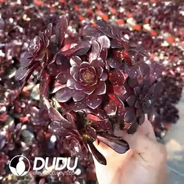 Aeonium Firestorm Small Clustering - Image 2