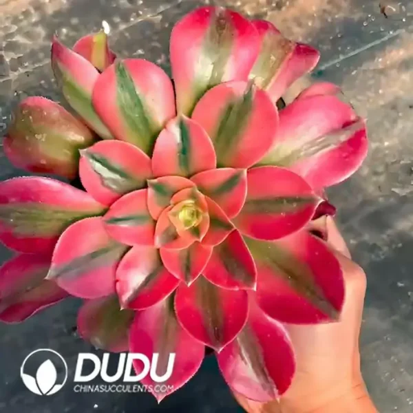 Aeonium Xiangfei - Image 1