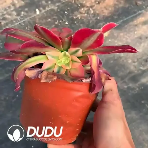 Aeonium Xiangfei - Image 2