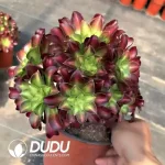 Aeonium Shaohua Clustering (Have Broken Branch)