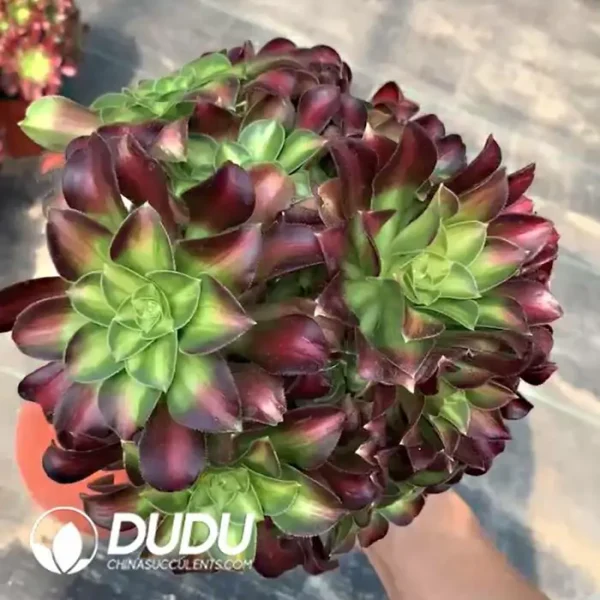 Aeonium Shaohua Clustering (Have Broken Branch) - Image 2