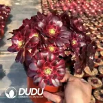 Aeonium Anna Clustering
